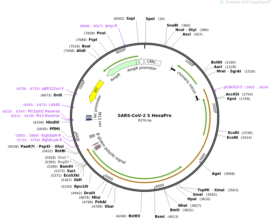 SARS-CoV-2 S HexaPro质粒图谱